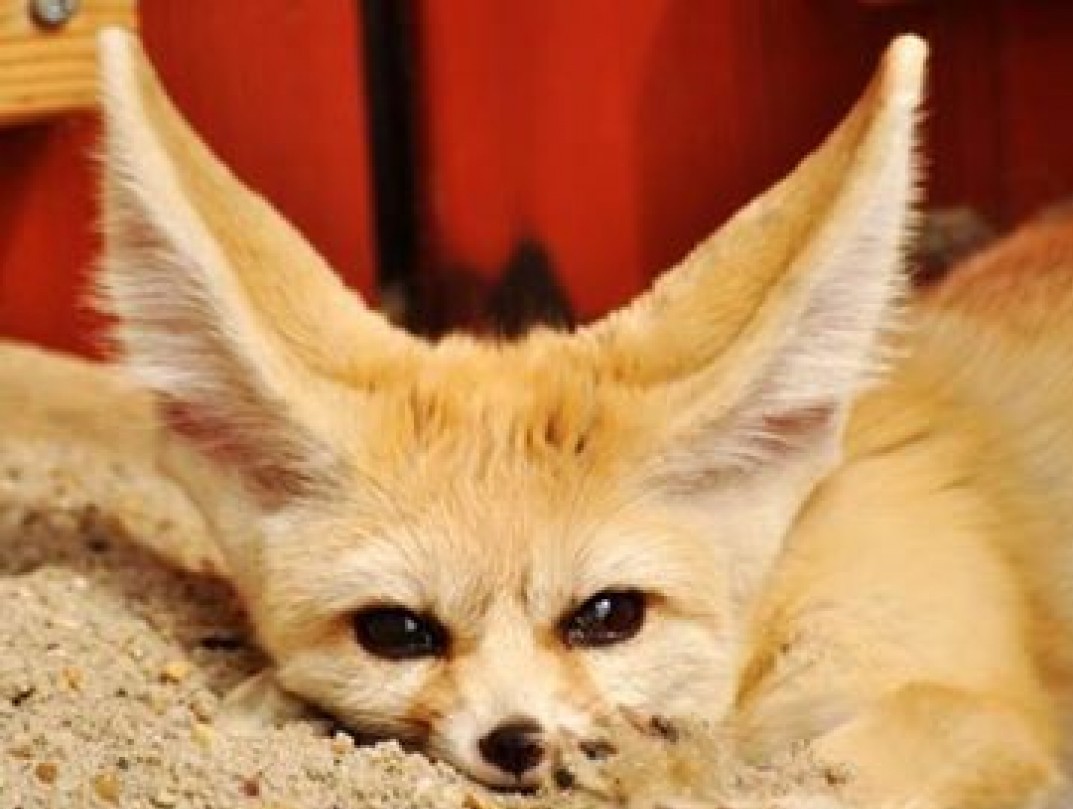 Adoptation of Simon, the desert fox